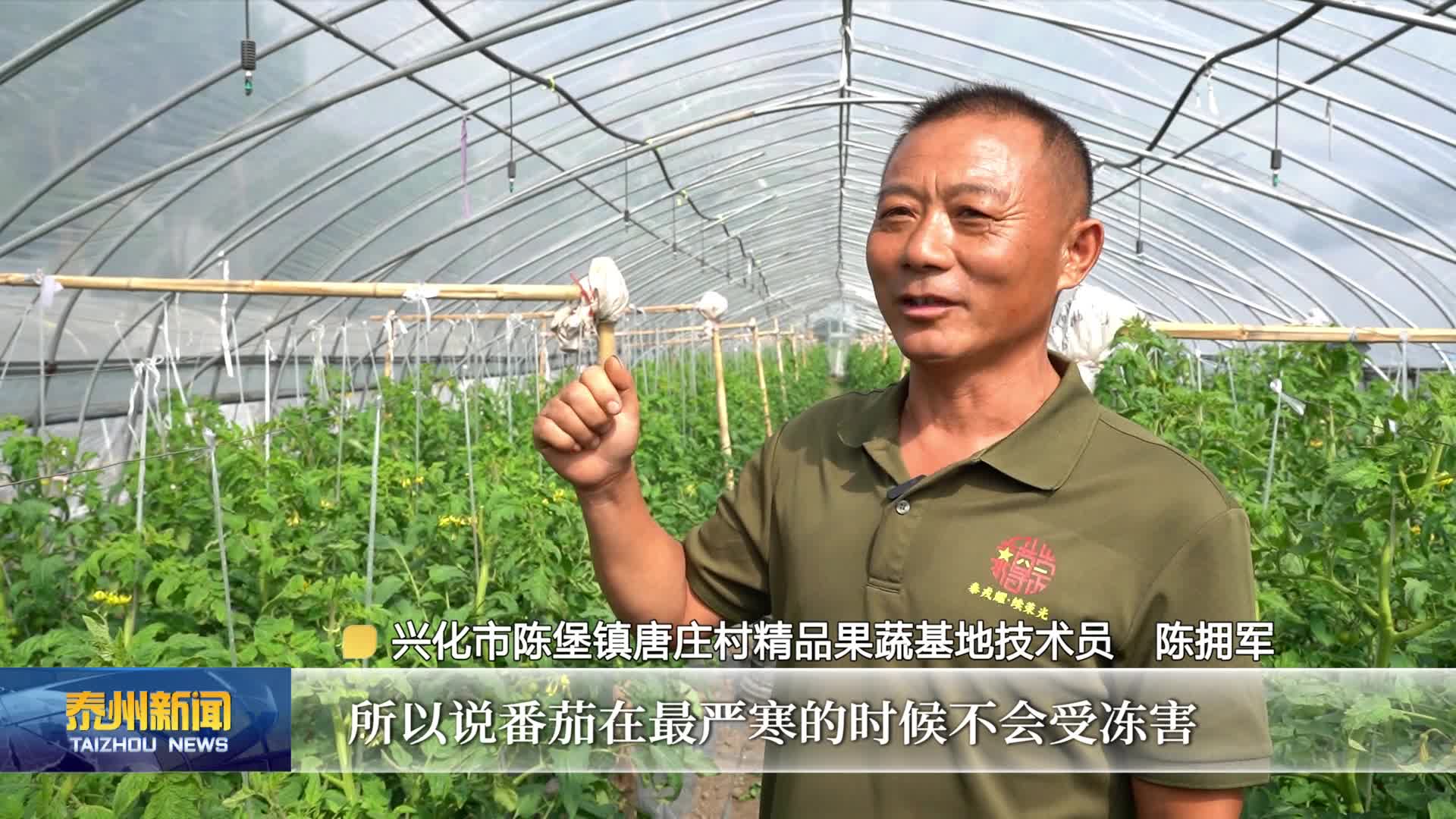 在希望的田野上  泰州：霜降农事忙  果蔬管护保稳产